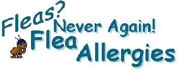 Flea Allergies