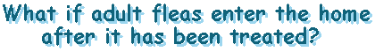  What if adult fleas enter the home after it's been treated?