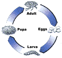 Flea Life Cycle Diagram